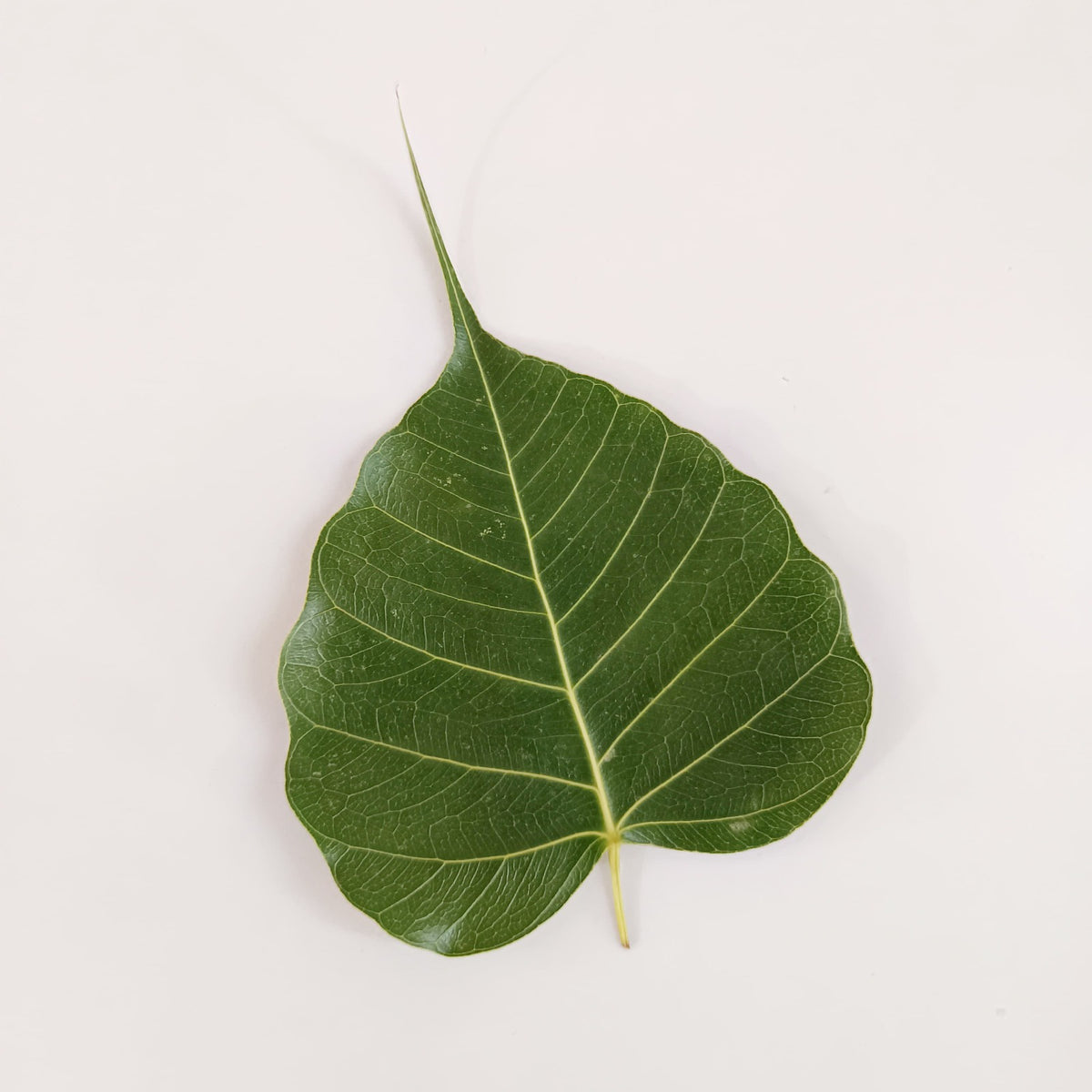 💝 *ORIGINAL DRIED LEAF PHOTO ART FRAME:*